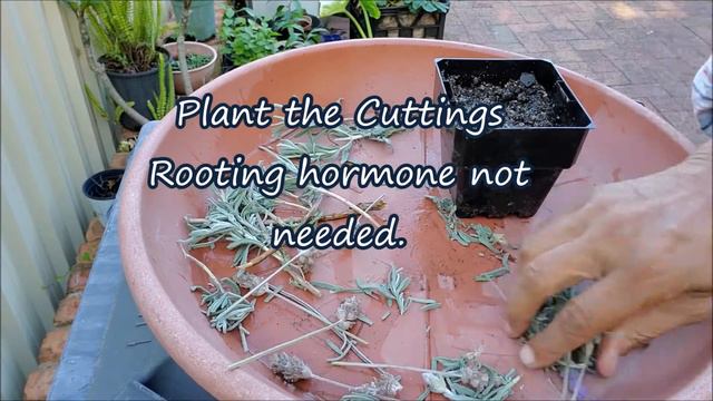 How To Propagate Lavender From Cuttings: Growing Lavender From Cuttings смотреть онлайн