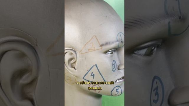 Височная зона — зона повышенного риска. Косметологическая анатомия лица смотреть онлайн