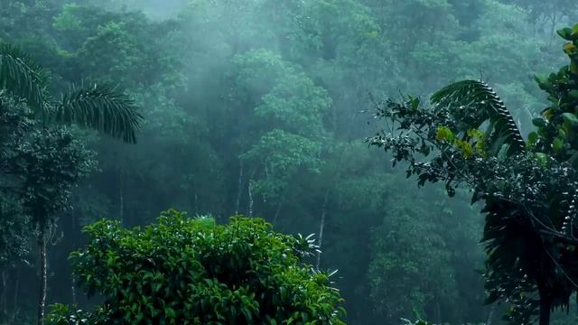 Лучшие звуки дождя от бессонницы, сон в течение 10 минут после дождя Колыбельная с белым шумом ASMR смотреть онлайн