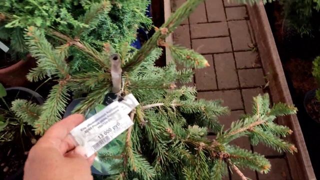 Обзор хвойных с магазина Летто. г.Краснодар. Распродажа. смотреть онлайн