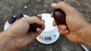 Nectarin Pruim НЕКТАПРИУМ