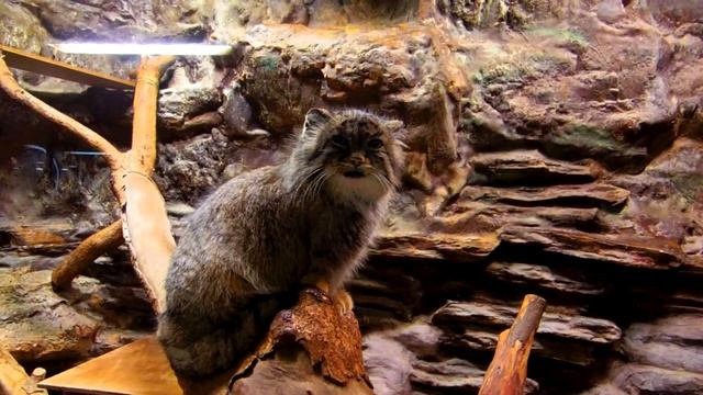 Ueno ZooLogical Gardens : Felis Manul ( マヌルネコ )