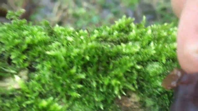 ЭТО НЕВЕРОЯТНО! Червивая Аурикулярия уховидная Иудино ухо (бывает ли червивый древесный гриб муэр) смотреть онлайн