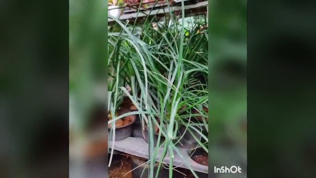 Nolina Information in hindi|Plus it's care tips and tricks|Plants Mall| смотреть онлайн