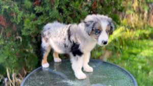 Мини Аусси или МАС.