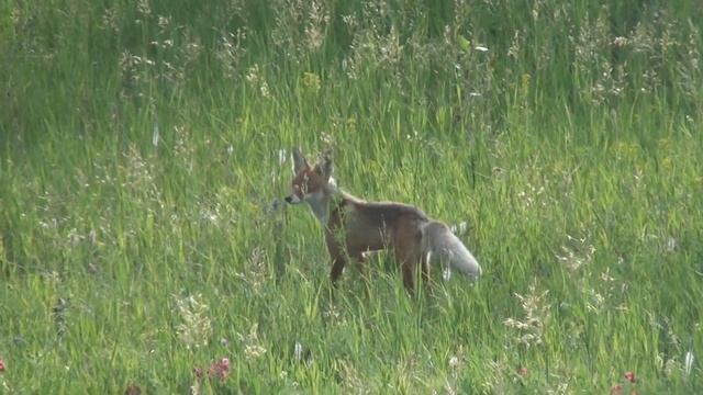 Любопытный корсак...