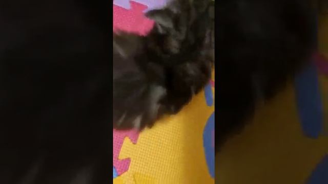 сибирские котята в добрые руки))великолепные!!! смотреть онлайн