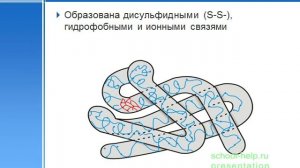 Презентация Белки