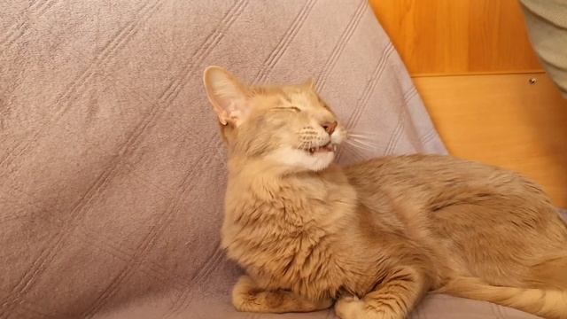 Комплект из фианитов и шпинели смотреть онлайн