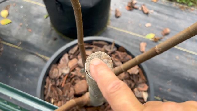 Ambrosia Beetle Story AND how it hurt my Fig Trees смотреть онлайн