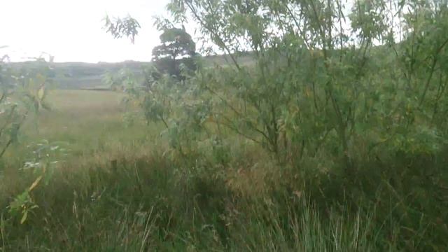 Пчеловодство в Англии. Приехали на вереск. смотреть онлайн