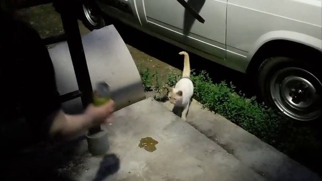 Бедные животные/ всех очень жалко 😢 #добро смотреть онлайн