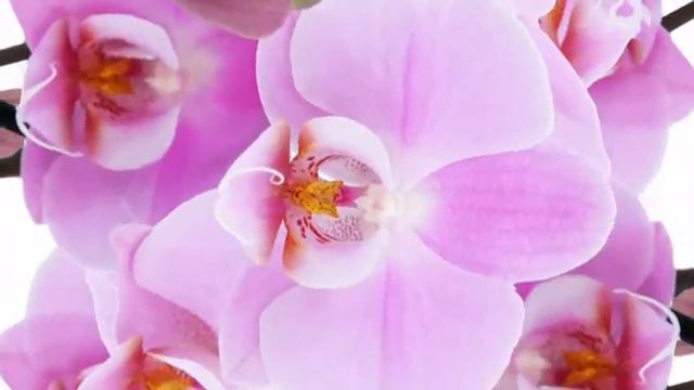 Копия видео "выпускной Владушки" смотреть онлайн