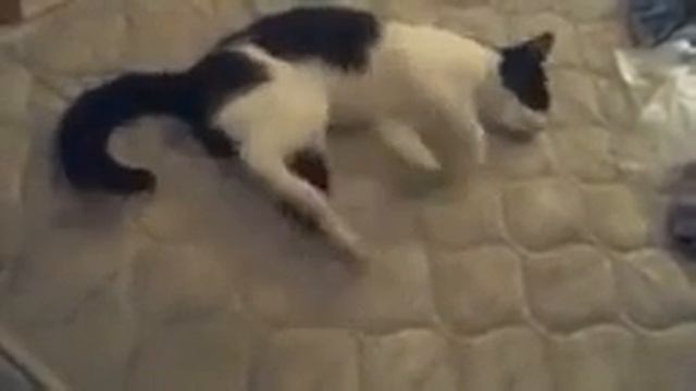 СТРАШНЫЙ СОН КОТА))) смотреть онлайн