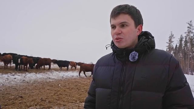 Как продавать скот? | Реализация скота | Мясное животноводство смотреть онлайн