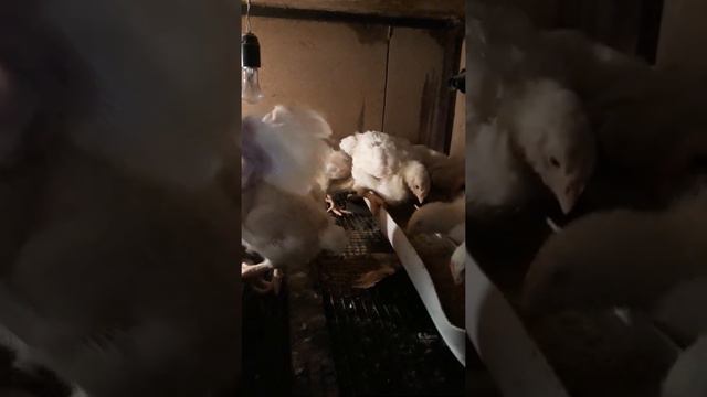 Выращивание бройлеров/часть 5 смотреть онлайн