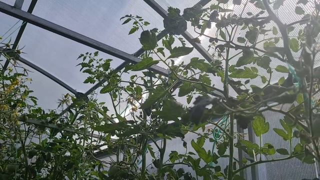 ТОМАТЫ МОМЕНТОМ СОЗРЕЮТ! Сделайте ТАК! СЕКРЕТЫ ухода В ИЮЛЕ и ВОЛШЕБНОЕ СРЕДСТВО ЗА 10 РУБЛЕЙ! смотреть онлайн