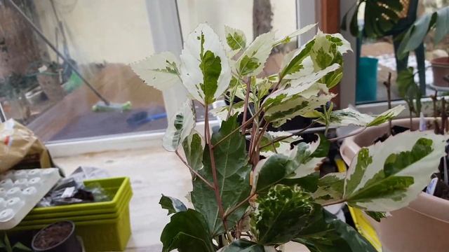 12. HIBISCUS VARIEGATA смотреть онлайн