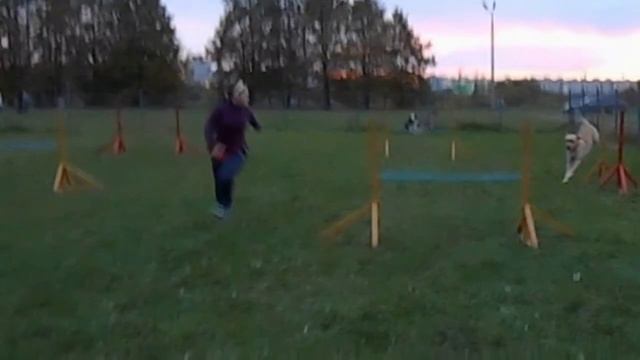 Сентябрь 2014. Аджилити тренировка. смотреть онлайн