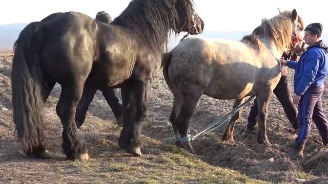 Kuda Kawin Anunya Gede Banget - Horse Mating Compilation смотреть онлайн