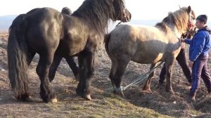 Kuda Kawin Anunya Gede Banget - Horse Mating Compilation
