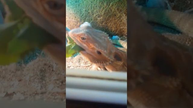 Абрик.Бородатая агама.Ящерка.Ящерица. смотреть онлайн