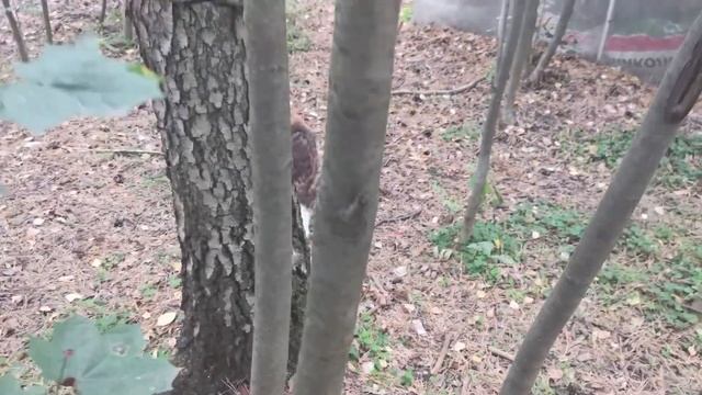 Ли Сяо / Alice the Fox Лиса Алиса (Лиса испугалась, что собаки отберут ее сыр) смотреть онлайн