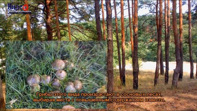 маслята - грибы съедобные смотреть онлайн