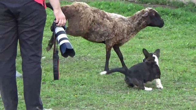 Щенки увидели овец смотреть онлайн