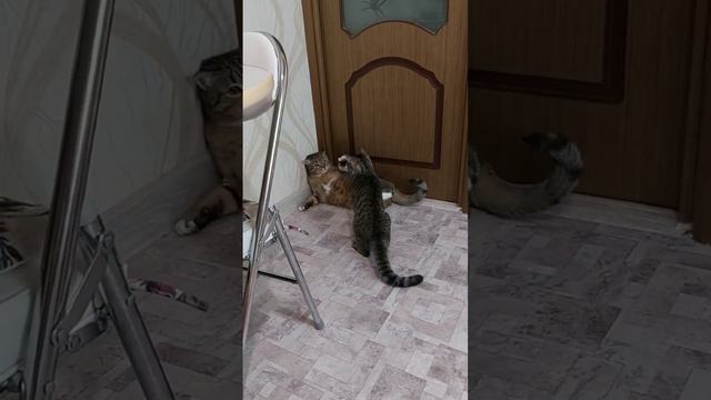 Кошки это хищники!    #кошечки #хищники #зверята #catlover #cats