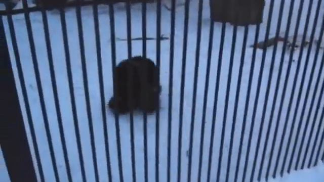 Россомаха рулидззз... смотреть онлайн