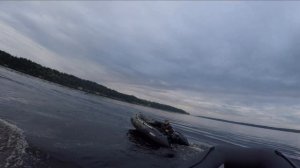 Гонки на моторах Gladiator 9.9 and Hidea 9.9