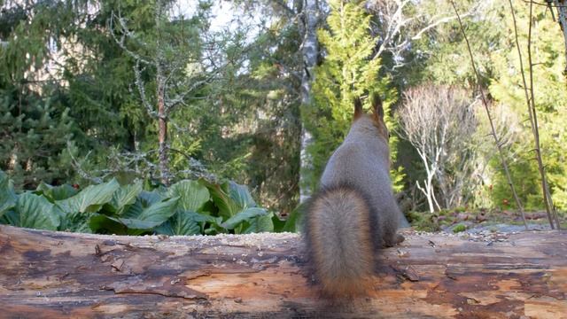 Cat TV for Cats to Watch ? Cute Birds and Funny Squirrels?️ смотреть онлайн