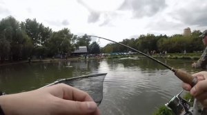 Graphiteleader Bellezza Correntia. Ловля прудовой форели