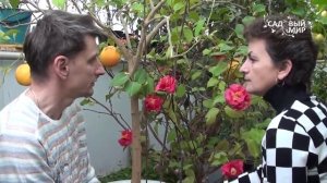 Как вырастить камелию дома. Сайт Садовый мир"