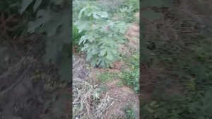 малина кастион