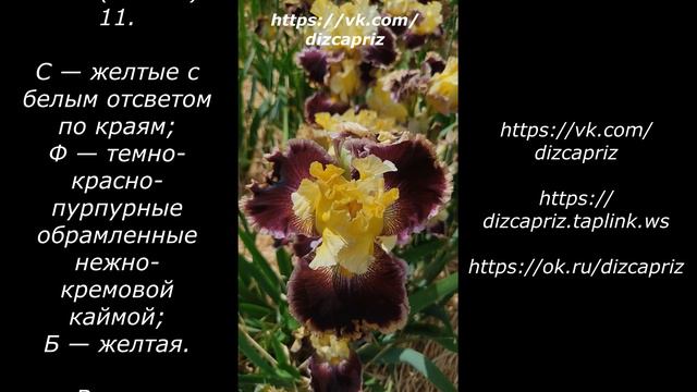 ИРИС Battle Of The Bands #ирисы #клематисы #лилейники смотреть онлайн