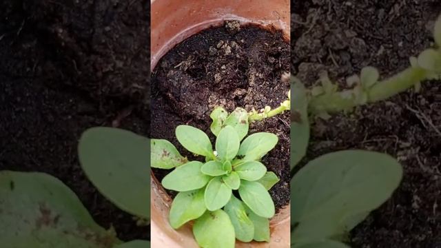 Petunia repotting. Petunia ko kaise repott kare смотреть онлайн