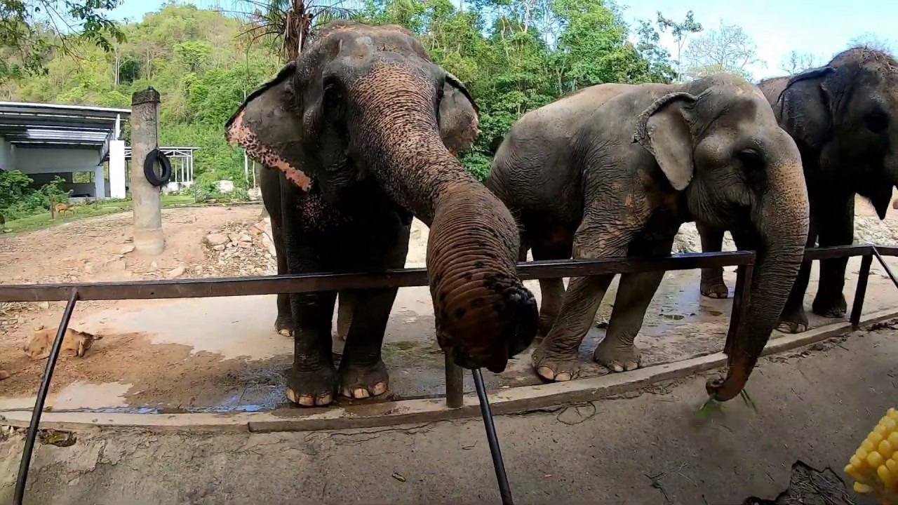 Зоопарк Кхао Кхео г. Паттайя (13.02.2020г.)