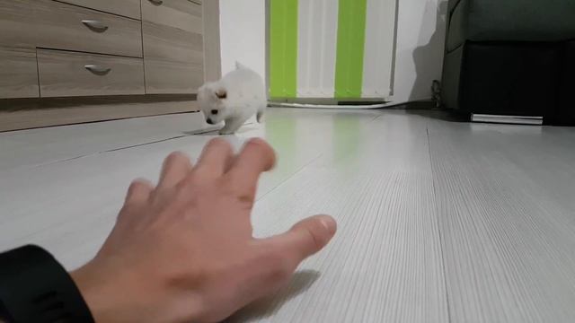 Много сладко кученце !!! Порода мини Померан. смотреть онлайн