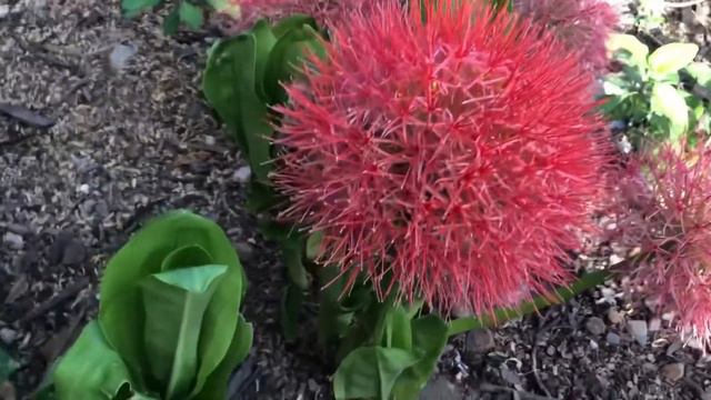 Conoce más de la Scadoxus multiflorus #lirioboladefuego #flordebengala #flordenatal смотреть онлайн
