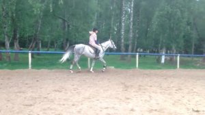 Верховая езда на лошади арабской породы