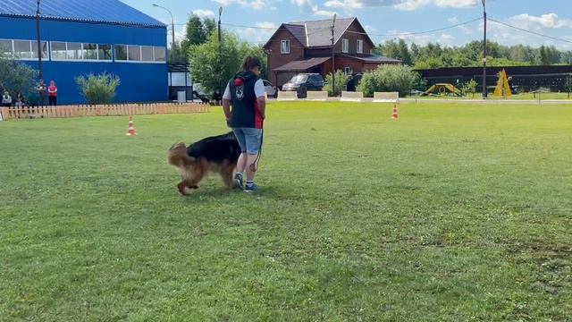 5.  выражено/перв STERN DER LIEBE GLAMOUR (Umaro V. Valtenberg – Stern Der Liebe Avantyura)