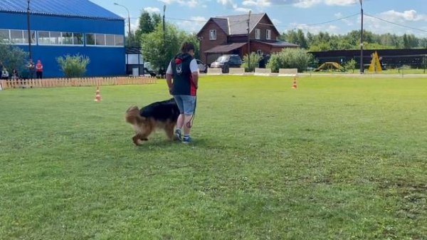 5.  выражено/перв STERN DER LIEBE GLAMOUR (Umaro V. Valtenberg – Stern Der Liebe Avantyura)