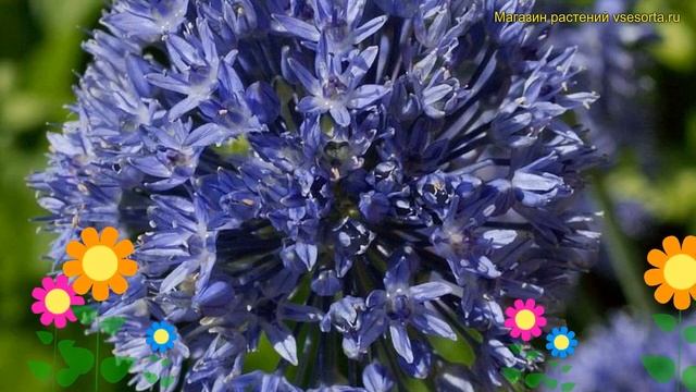Лук декоративная Азуреум. Краткий обзор, описание характеристик, где купить луковицы allium Azureum смотреть онлайн