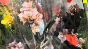 новый Обзор Орхидей ( Одесса садовый центр )