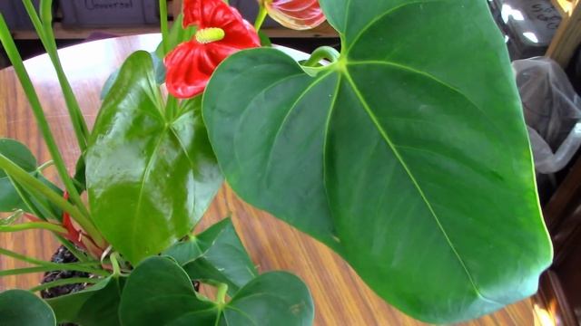 Cómo cuidar un Anturium o Anturio (Anthurium andreanum) смотреть онлайн