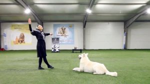 Танцы с собаками. Ирина Кащеева и белая швейцарская овчарка Калашников из Белой Бригады. "Шахматы"