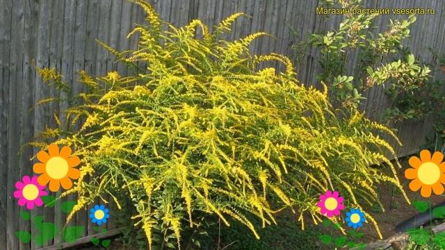 Солидаго канадский Фаирворкс. Краткий обзор, описание характеристик solidago canadensis Fireworks смотреть онлайн