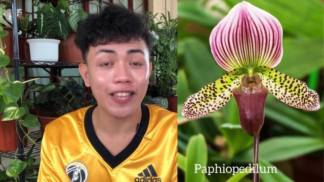 MGA HALAMAN NA IPINAGBABAWAL IBENTA? | ENDANGERED PLANT SPECIES